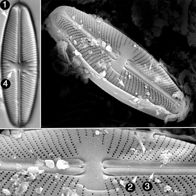 Sellaphora Rexii Guide