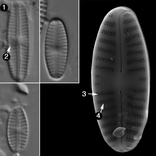 Sellaphora Saugerresii Guide