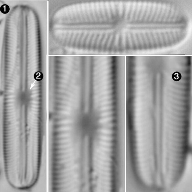 Sellaphora subbacillum guide