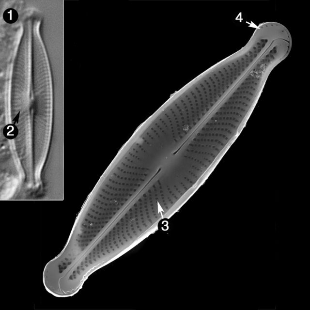 Sellaphora Subfasciculata Guide