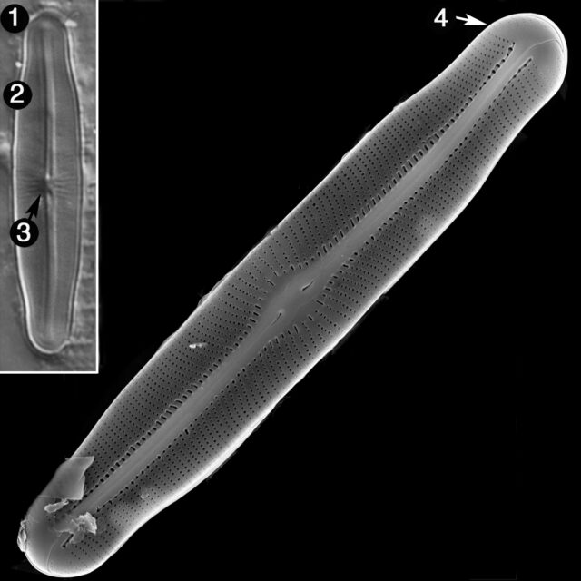 Sellaphora Wallacei Guide