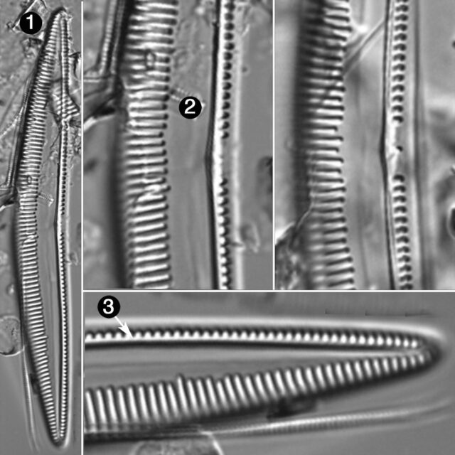 Seminavis eulensteinii guide