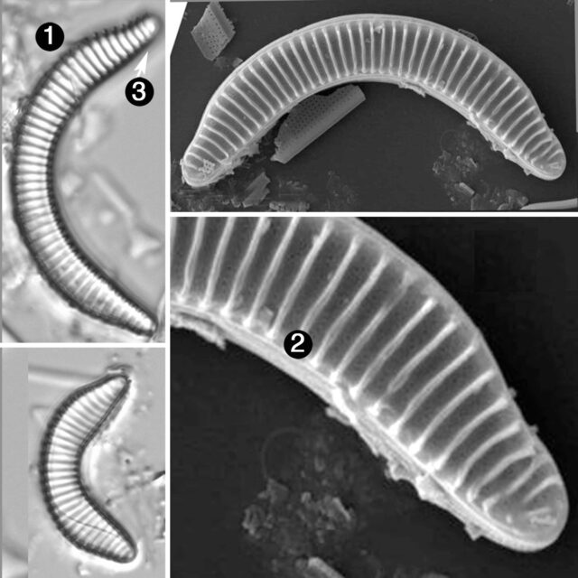 Semiorbis eliaseae guide