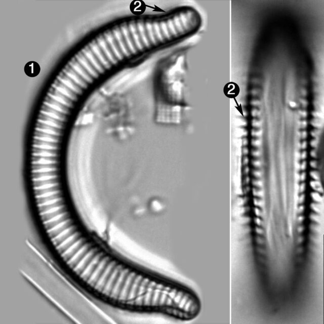 Semiorbis Rotundus Guide