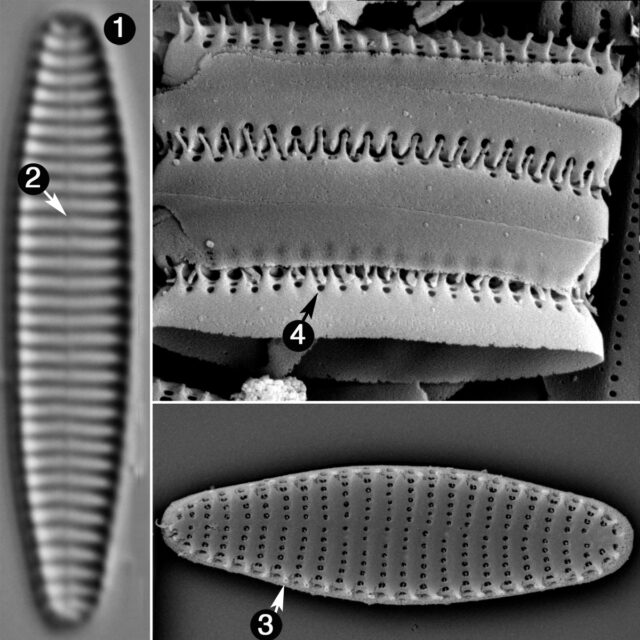 Stauroforma Exiguiformis Guide