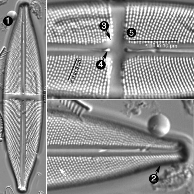 Stauroneis Flumiopsis Guide