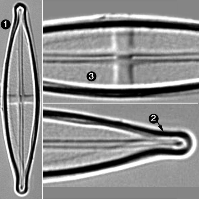 Stauroneis Neohylina Guide