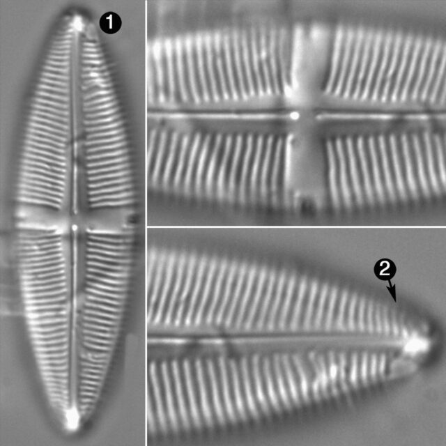 Staurophora Amphioxys Guide