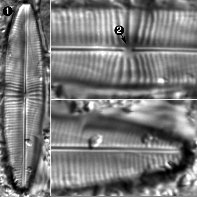 Staurophora Columbiana Guide