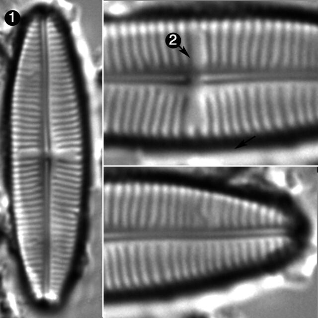 Staurophora Soodensis Guide