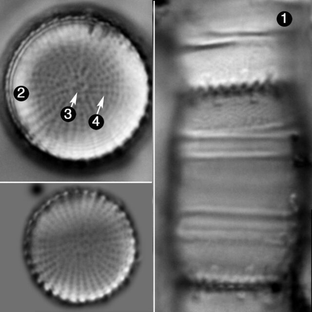 Stephanodiscus Binderanus Guide