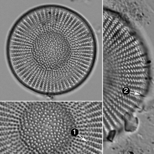 Stephanodiscus Medius Guide