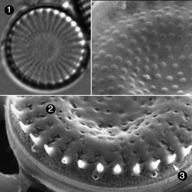 Stephanodiscus Minutulus Guide