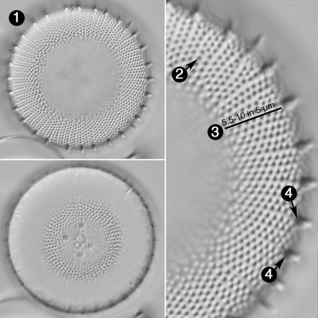 Stephanodiscus Niagarae Guide