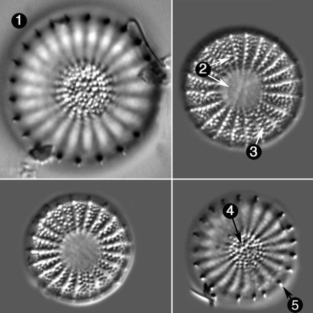 Stephanodiscus Oregonicus Guide