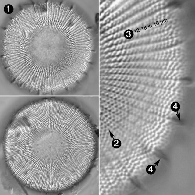 Stephanodiscus Yellowstonensis Guide