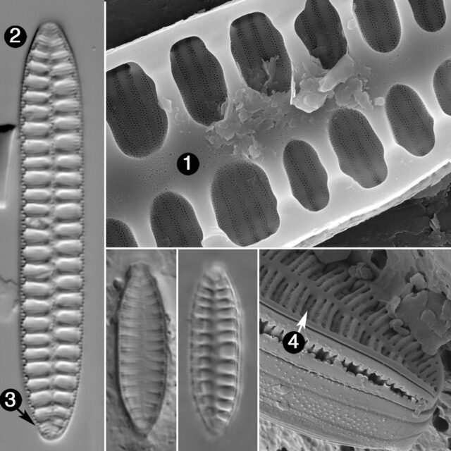 Surirella Arctica Guide