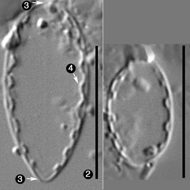 Surirella Atomus Guide