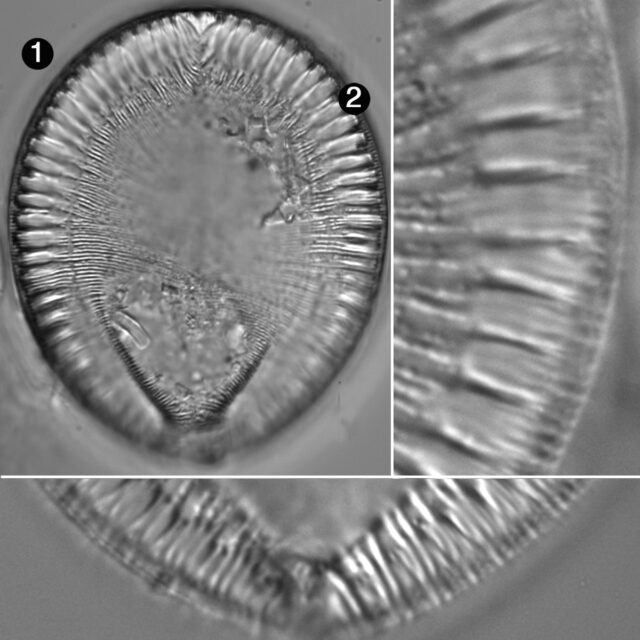 Surirella Crumena Guide