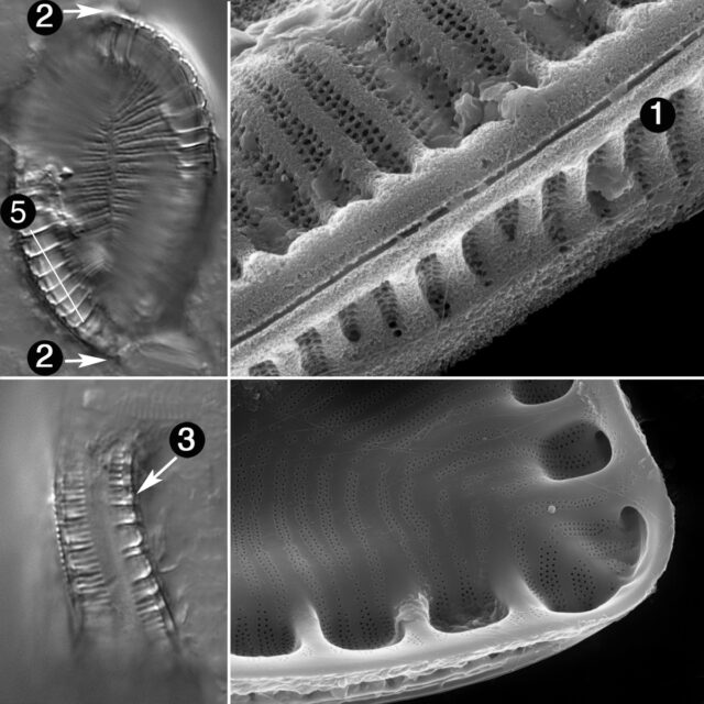 Surirella Iowensis Guide