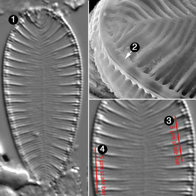 Surirella lacrimula guide