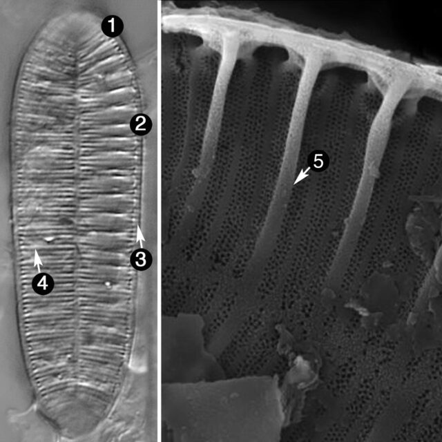 Surirella Pinnata Guide