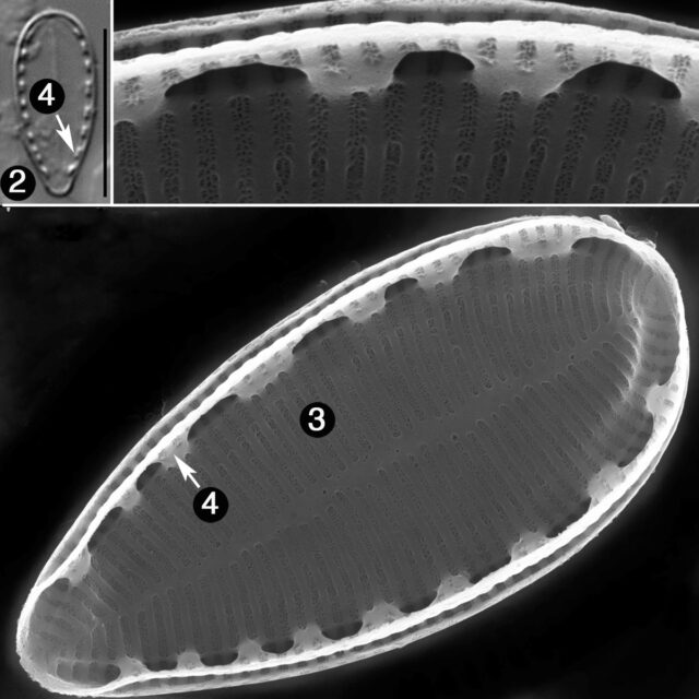 Surirella Stalagma Guide