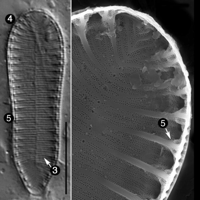 Surirella Suecica Guide