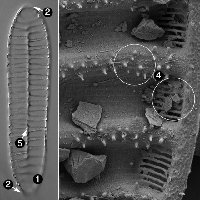 Surirella Terryi Guide