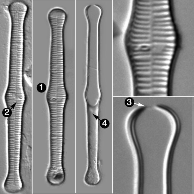 Tabellaria Fenestrata Guide