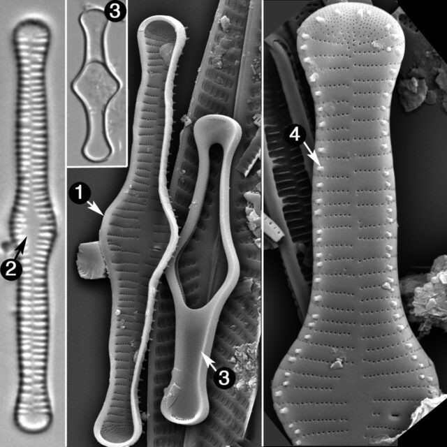 Tabellaria Flocculosa Guide