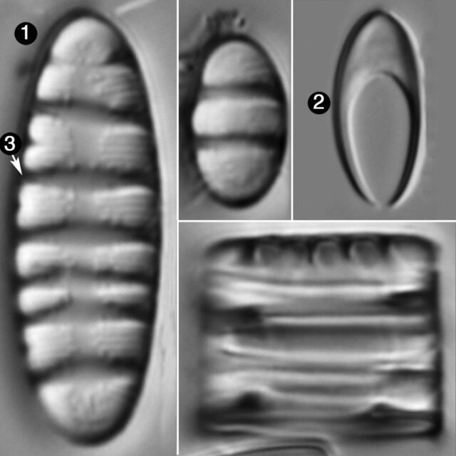 Tetracyclus Rupestris Guide