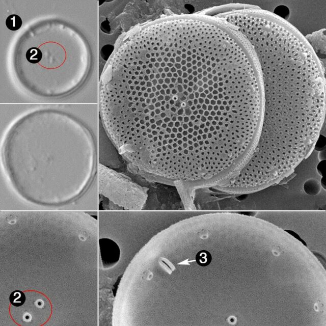 Thalassiosira minima guide