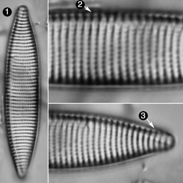 Tryblionella Angustata Guide