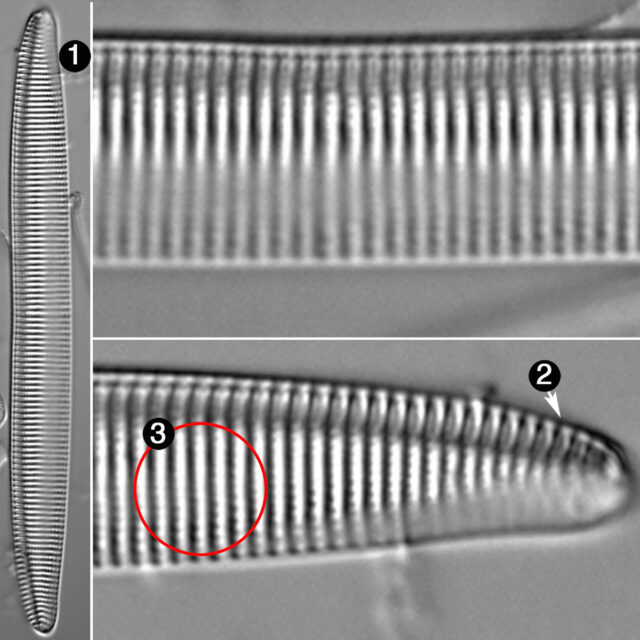 Tryblionella Brunoi Guide