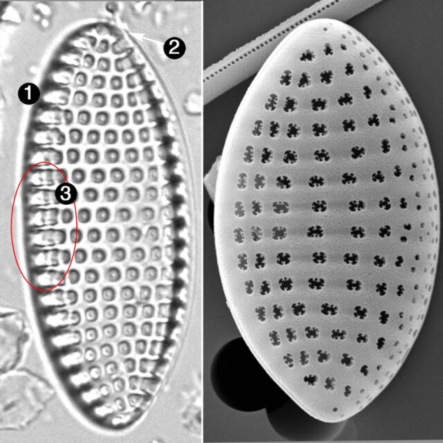 Tryblionella granulata guide1