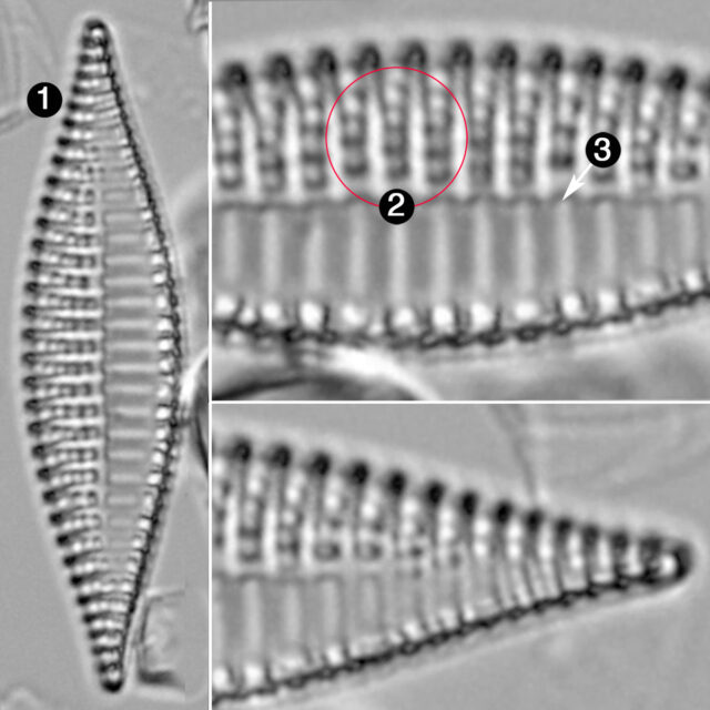 Tryblionella Lanceola Guide