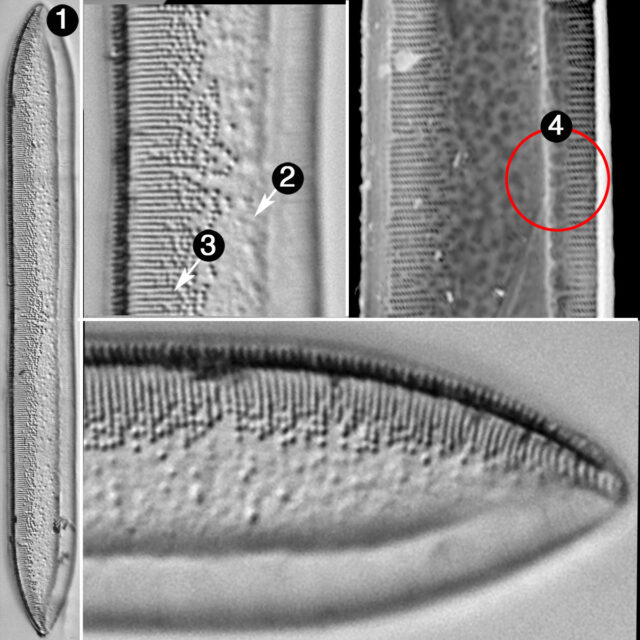 Tryblionella plana fennica guide