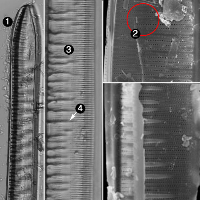 Tryblionella scalaris guide