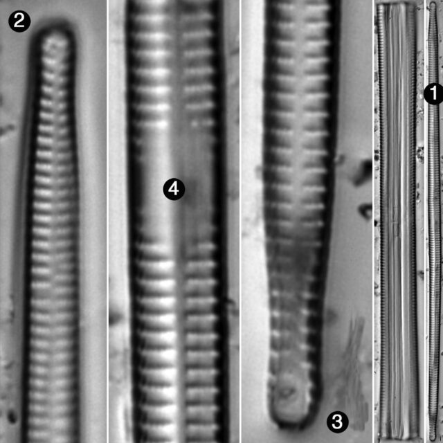 Ulnaria Delicatissima Guide