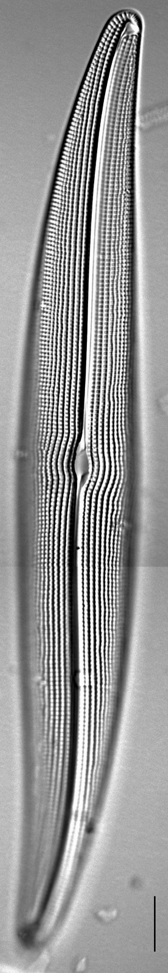 Gyrosigma attenuatum LM2