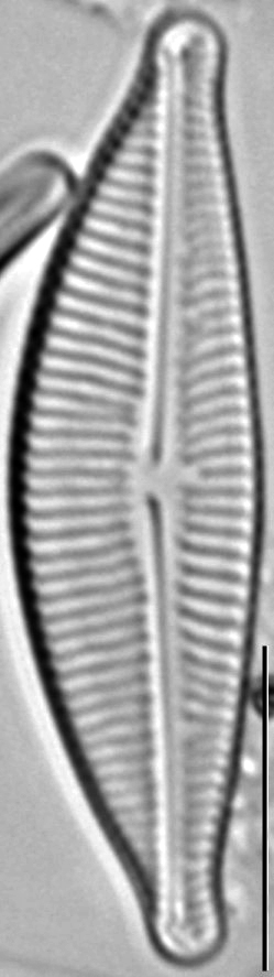 Encyonema hamsherae LM3