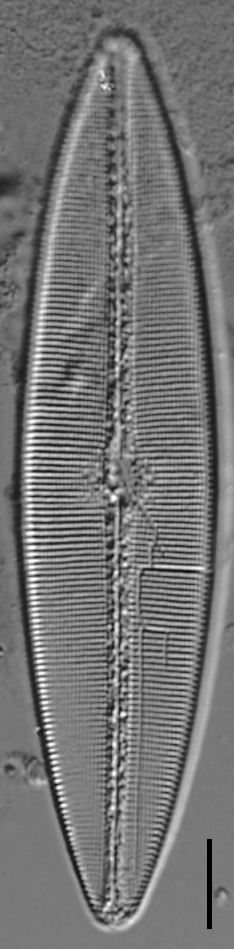 Craticula coloradensis LM1