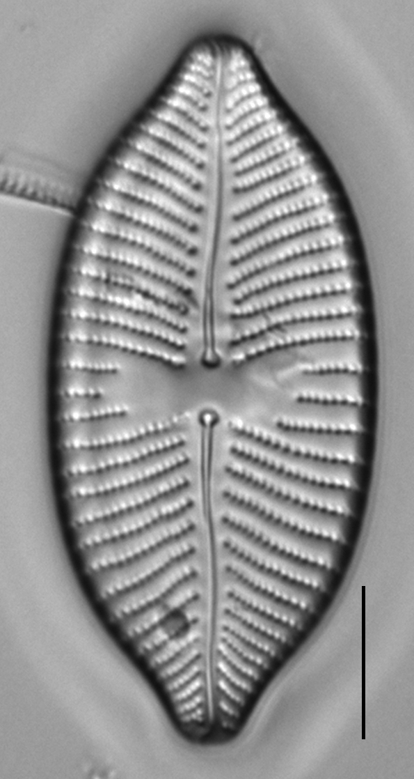 Placoneis amphibola LM1