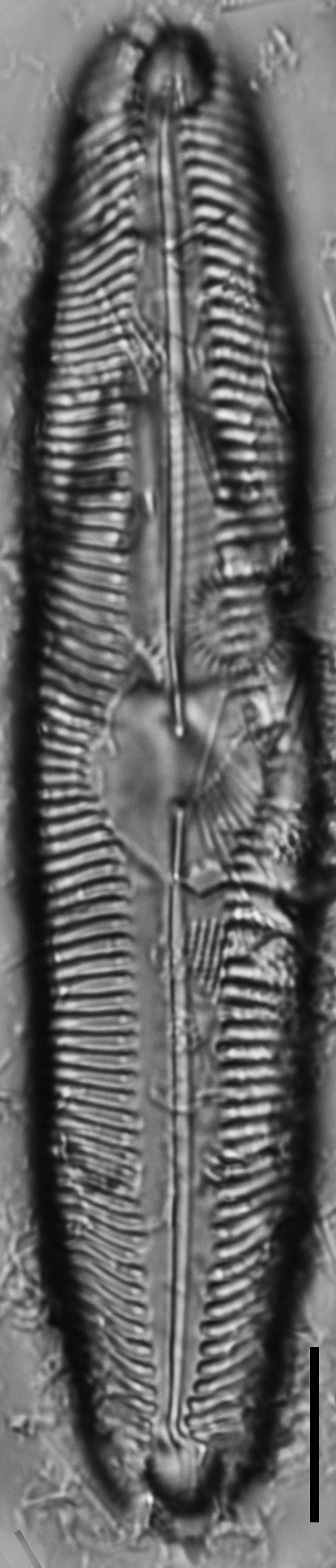 Pinnularia decrescens LM6