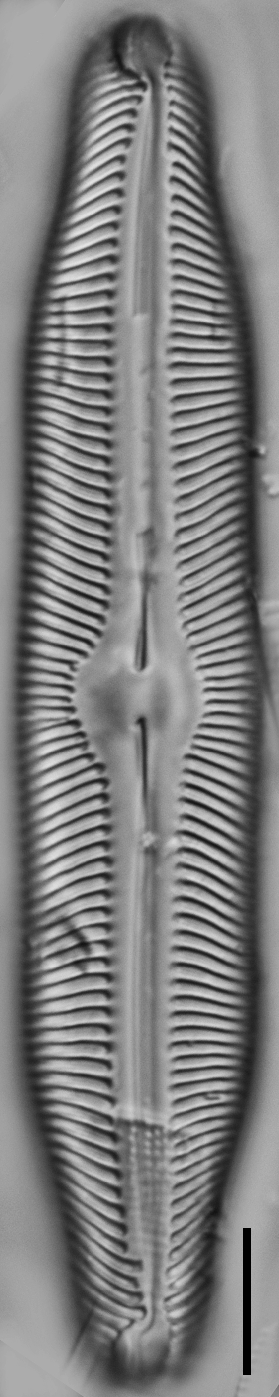 Pinnularia decrescens LM5