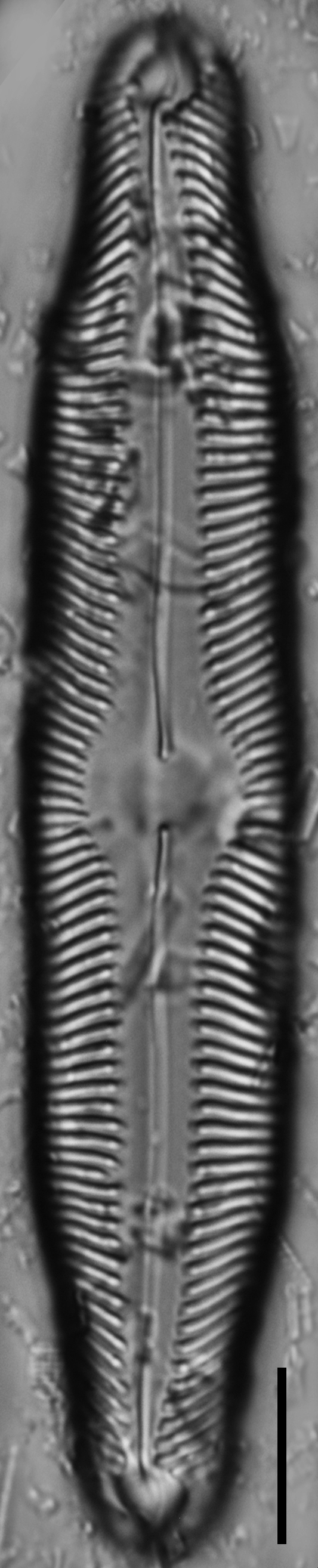 Pinnularia decrescens LM4