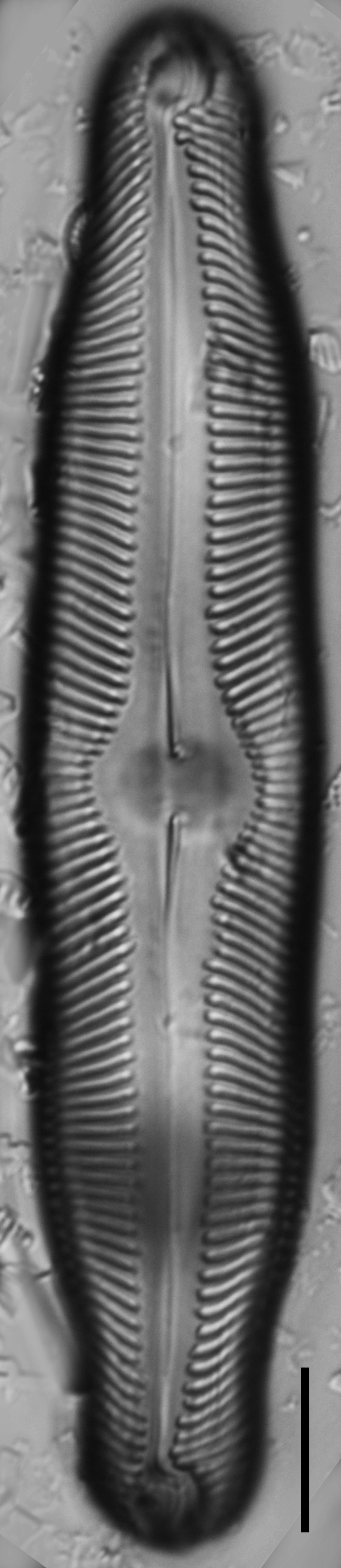 Pinnularia decrescens LM3