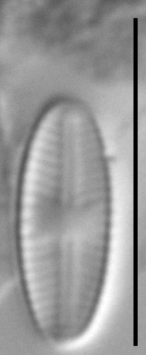 Sellaphora atomoides LM7