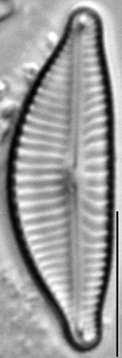 Encyonema hamsherae LM9